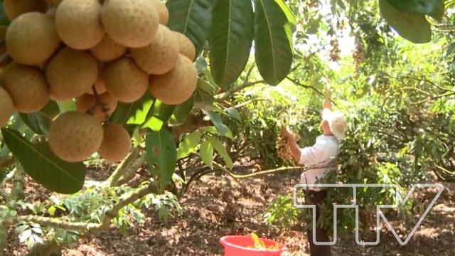 Xuất khẩu nông sản Việt Nam đứng thứ 2 Đông Nam Á