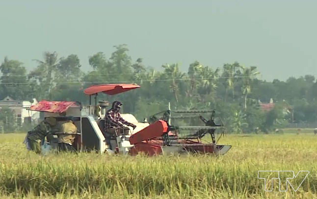 Hiệu quả mô hình canh tác lúa gạo bền vững theo tiêu chuẩn SRP  Hiệp hội  Lương thực Việt Nam