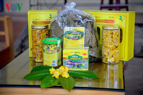 Sản lượng tr&agrave; hoa v&agrave;ng của Quảng Ninh hiện nay chưa đủ cung cấp cho chế biến sản phẩm.