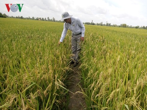Cây nếp bè Chợ Gạo giảm dần và có nguy cơ "xóa sổ ".