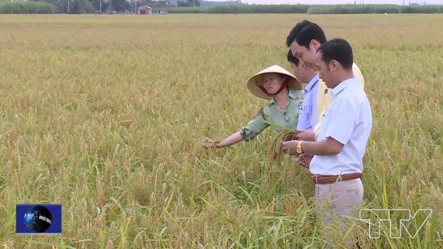 Gia đình Đỗ Thị Thêu, xã Hà Long, huyện Hà Trung có 5 sào đất lúa để cấy lúa nếp cái hoa vàng.