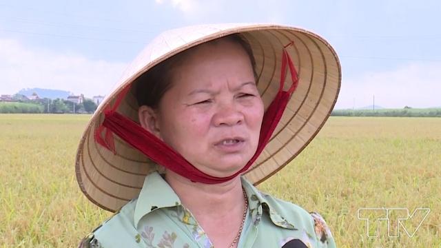 Chị Đỗ Thị Thêu- Thôn Gia Miêu, xã Hà Long, huyện Hà Trung:  