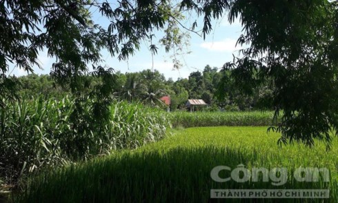 Trinh sát bao vây căn nhà nằm cạnh cánh đồng để khống chế bắt tên cướp tại tỉnh Phú Yên