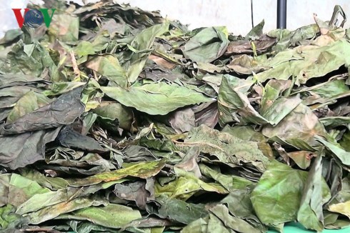 Lá nhàu được phơi khô bán lại cho thương lái.