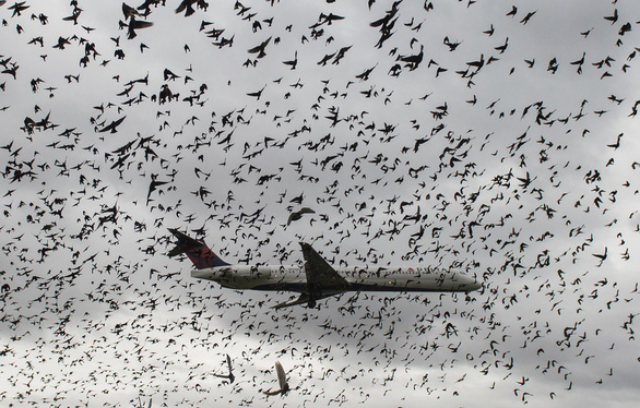Những con chim có thể gây tổn hại nặng nề cho máy bay - Ảnh: CNTraveler