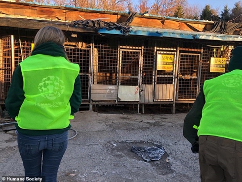 C&aacute;c nh&agrave; hoạt động bảo vệ động vật đang thăm d&ograve; b&ecirc;n trong khu l&ograve; mổ Taepyeong-dong. Ảnh: Dailymail.