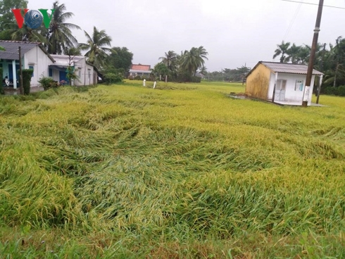Ruộng lúa  tại huyện  Gò Công Tây, tỉnh Tiền Giang chuẩn bị thu hoạch bị đổ ngã