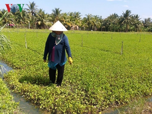 Ruộng rau màu tại huyện Châu Thành(Tiền Giang) bị ngập nước mưa