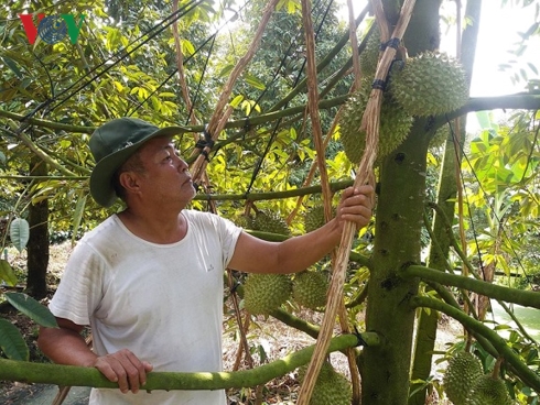 Nhà vườn huyện Cai Lậy chằng chống bảo vệ nhưng mưa bão vẫn làm rụng trái