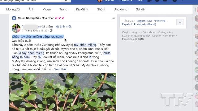  người dùng có thể dễ dàng tìm thấy thông tin về việc dùng lá sam đất có thể chữa khỏi bệnh tay chân miệng