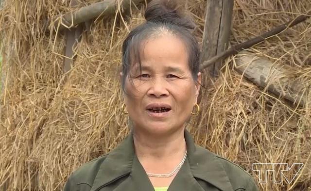 B&agrave; B&ugrave;i Thị Đường - Th&ocirc;n Khe S&igrave;nh, x&atilde; Ph&uacute; Nhuận, huyện Như Thanh: Để chủ động thức ăn dự trữ m&ugrave;a đ&ocirc;ng cho tr&acirc;u, đầu m&ugrave;a gia đ&igrave;nh đ&atilde; chuẩn bị rơm, cắt về dự trữ, đi xin nh&agrave; anh em kh&ocirc;ng c&oacute; tr&acirc;u lấy về phơi kh&ocirc; dự trữ. Khi m&ugrave;a đ&ocirc;ng, nh&agrave; c&ograve;n trồng th&ecirc;m cỏ voi, cỏ basa