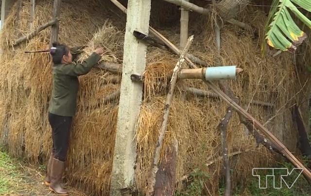 c&aacute;c hộ chăn nu&ocirc;i ở x&atilde; đ&atilde; trồng cỏ, ng&ocirc; d&agrave;y, dự trữ rơm kh&ocirc; l&agrave;m thức ăn th&ocirc;, xanh cho tr&acirc;u, b&ograve;