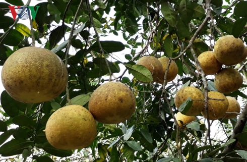 Để c&oacute; được những vườn bưởi quả đều, nhiều v&agrave; đẹp, b&agrave; con được hướng dẫn c&aacute;c kỹ thuật chăm b&oacute;n cẩn thận.