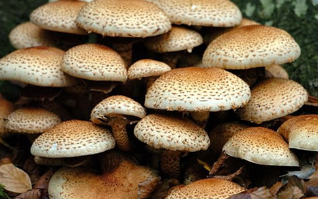 Lo&agrave;i nấm Armillaria solidipes - Ảnh: PhilYeomans/BNPS