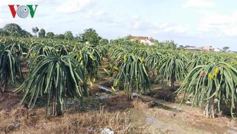 Nh&agrave; vườn huyện Chợ Gạo, tỉnh Tiền Giang  "xử l&yacute; " cho c&acirc;y thanh long ra hoa nghịch vụ.