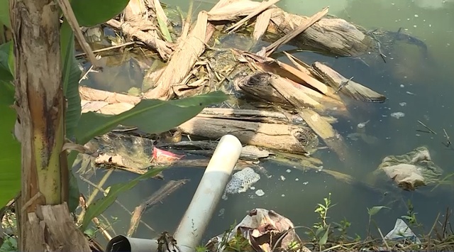 Nước thải, chất thải trong quá trình chăn nuôi chảy thẳng ra sông Yên