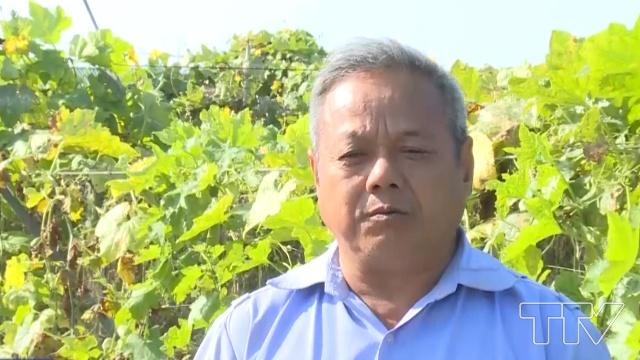 Ông Lê Xuân Sơn- Giám đốc HTX dịch vụ nông nghiệp Hoằng Hợp, huyện Hoằng Hóa:  "Nếu diện tích râu toàn đủ là 70 ha.vì không làm được ở mức đó. Vấn đề nơi tiêu thụ là quan trọng, không có nơi tiêu thụ không dám làm nhiều ".