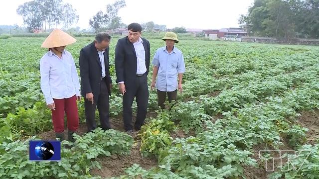 lãnh đạo xã Thiệu Vũ đã tiến hành kiểm tra tại các xứ đồng và khẳng định, đa phần diện tích khoai tây đang phát triển tốt