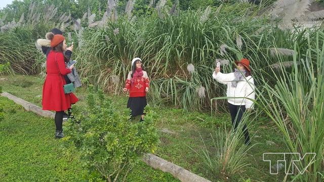 Nhóm bạn trẻ từ huyện Yên Định tranh thủ ngày nghỉ rủ nhau xuống thành phố để checkin cảnh lau trong mùa đông
