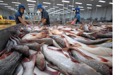  Dự báo, kim ngạch xuất khẩu cá tra có thể đạt 2,2 tỷ USD trong năm 2019. (Ảnh: KT)