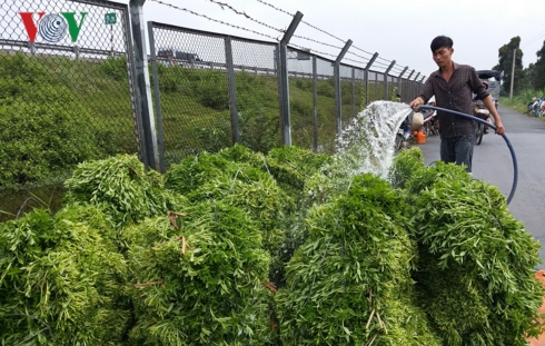 Hiện nay, nông dân tỉnh Tiền Giang đang tích cực chăm sóc hàng chục nghìn ha hoa màu để phục vụ thị trường Tết cổ truyền.