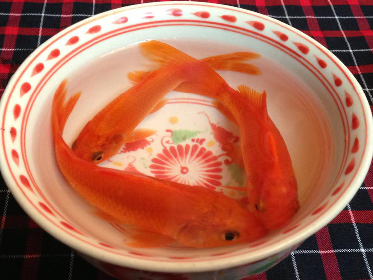 Cúng ông công ông Táo cần 3 chú cá chép đỏ, vì thế nếu bạn cho rằng nên cúng nhiều cá chép hoặc cúng một cặp là chưa đúng.