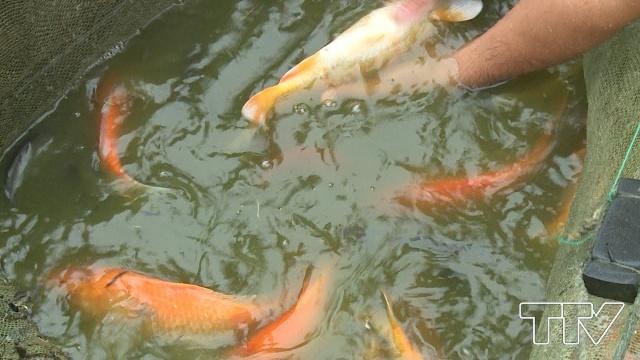 Cần kiểm tra kỹ càng khi mua cá để có thể lựa chọn được cá khỏe, đẹp.