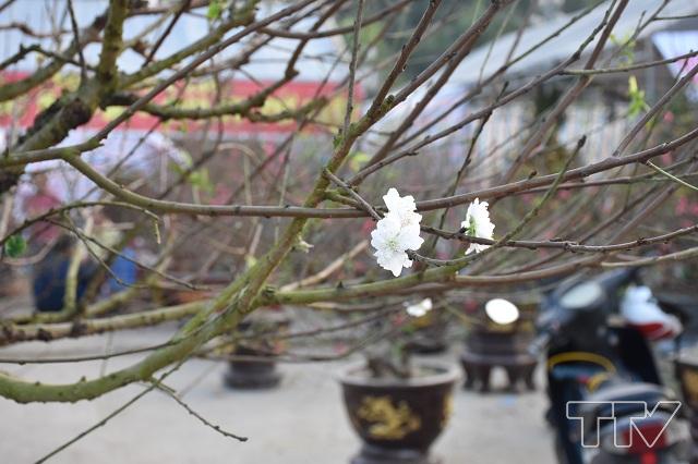 Một cây đào trắng Sa Pa duy nhất trong hội chợ hoa xuân tại Quảng Trường Lam Sơn thật sự ấn tượng