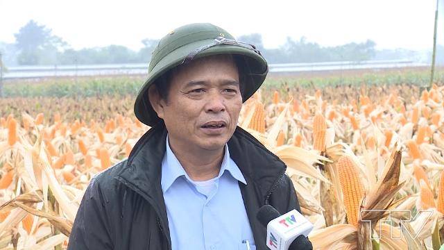 Ông Đỗ Xuân Kỳ - Trưởng phòng trồng trọt Sở Nông nghiệp phát triển nông thôn: Giống ngô này thích ứng rộng trên cả đất 2 lúa, đồi, bãi, khả năng thích ứng rộng, rất phù hợp với thâm canh cao.