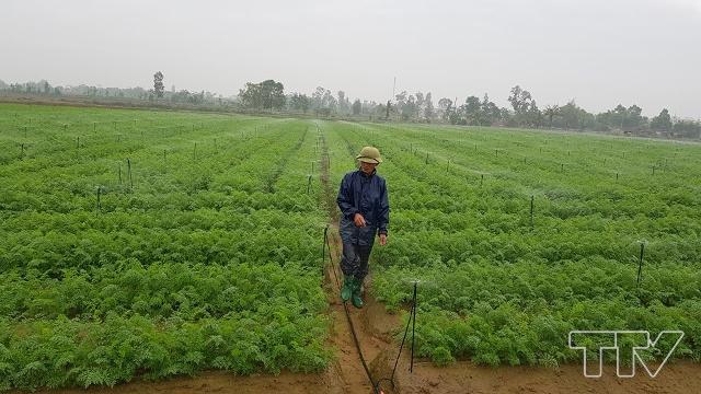 Hệ thống phun  tưới tự động cho các diện tích trồng cà rốt.