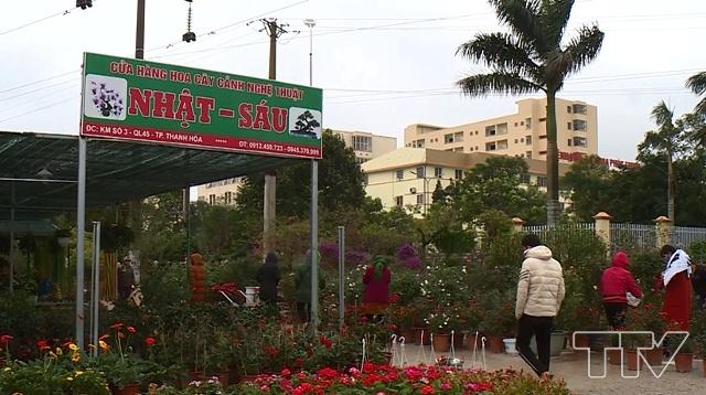 Dọc tuyến đường Phú Sơn, thành phố Thanh Hóa, chưa đầy 1 km nhưng có tới gần 50 hộ kinh doanh hoa, cây cảnh. 