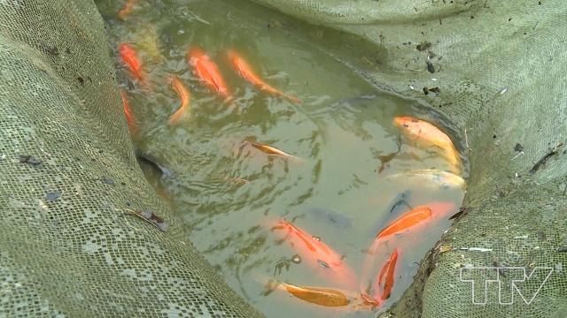 Do điều kiện thời tiết thuận lợi, Số lượng cá thành phẩm năm nay dự kiến sẽ nhiều hơn gấp đôi so với những năm trước