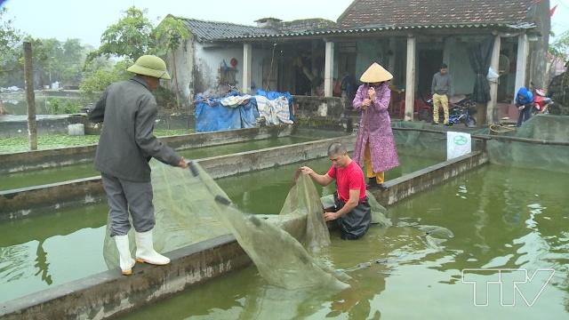 Đến thời điểm này, nhiều hộ đã bắt đầu các công việc để bắt cá, sẵn sàng phục vụ nhu cầu của người dân cũng như các thương lái từ khắp nơi.
