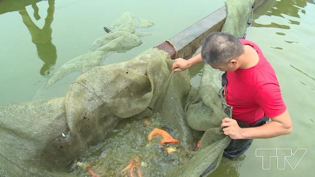 Anh Lê Minh Kiên - Thôn Bái Trúc, xã Quảng Tân, huyện Quảng Xương đang khoe thành quả của mình sau một thời gian chăm sóc đàn cá chép.