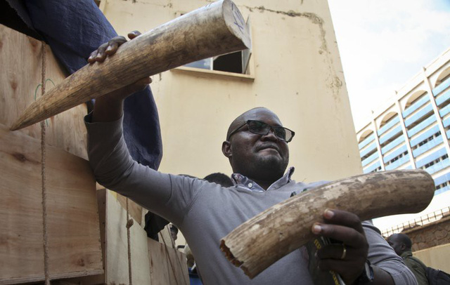 Ngà voi bị tịch thu ở Uganda - Ảnh: AP