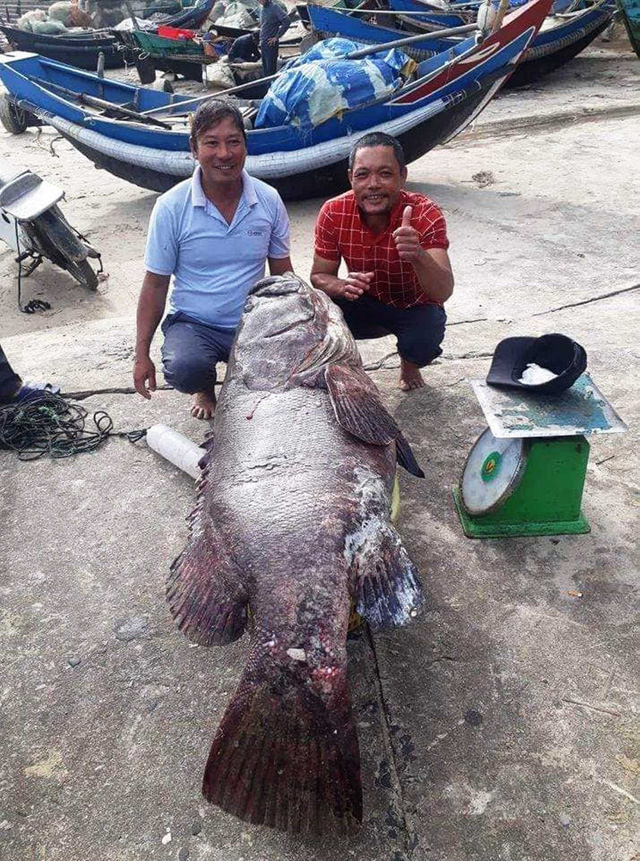 on cá mú biển khổng lồ vừa được ngư dân Quảng Trị bắt được - Ảnh: Hồ Ngọc Hoàng Phong