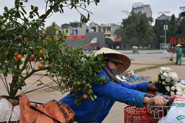Một người buôn bán đồng nát tranh thủ lựa được một cây quất về trồng trong đống quất bị bỏ lại trên Quảng trường Lam Sơn