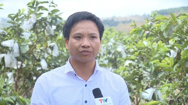 Anh Hoàng Công Nam, Phó Chủ tịch UBND xã Thành Tâm, huyện Thạch Thành: UBND xã rất chú trọng đến công tác vệ sinh an toàn thực phẩm cho cây ổi. Chúng tôi đã thành lập Tổ giám sát cộng đồng để kiểm tra từ khâu chăm sóc đến thu hoạch.