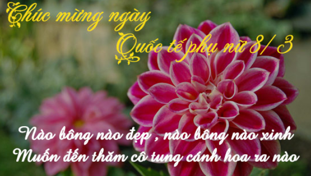 Bông hoa mừng cô