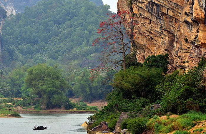 Ven s&ocirc;ng M&atilde;, s&ocirc;ng Chu tr&ecirc;n địa phận tỉnh Thanh H&oacute;a c&oacute; rất nhiều c&acirc;y gạo. Hoa gạo nở thắm đỏ b&ecirc;n triền s&ocirc;ng hoặc cạnh c&aacute;c v&aacute;ch n&uacute;i.