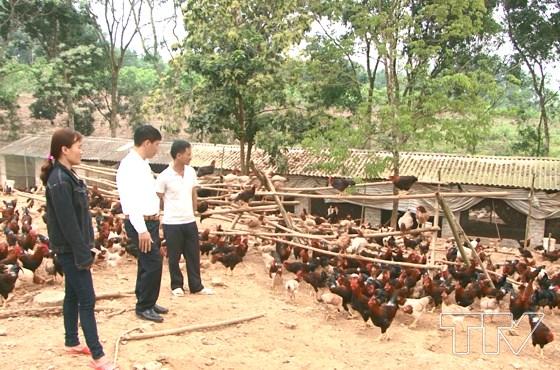 Gia đ&igrave;nh chị L&ecirc; Thị Hạnh l&agrave; một trong 18 hộ gia đ&igrave;nh tham gia m&ocirc; h&igrave;nh chăn nu&ocirc;i g&agrave; sạch th&ocirc;n T&acirc;n Lập x&atilde; Vĩnh Long.