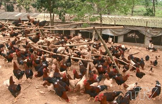 Năm 2015, th&ocirc;n T&acirc;n Lập đ&atilde; được tổ chức Good Neighbors tại Việt Nam lựa chọn để th&agrave;nh lập nh&oacute;m chăn nu&ocirc;i g&agrave; sạch