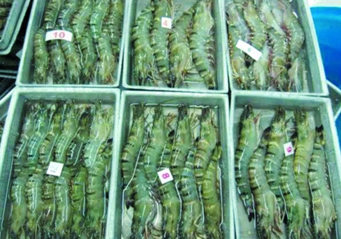 Việt Nam đang có nhiều cơ hội để đẩy mạnh xuất khẩu tôm sang Trung Quốc. (Ảnh minh họa: KT)