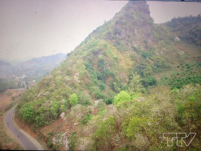 Đường lên Điện Biên, hoa ban nở trắng trên những ngọn đồi.