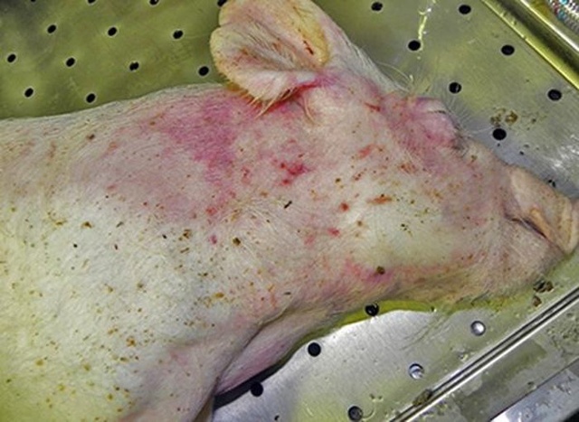 Biểu hiện lợn bị nhiễm dịch tả lợn châu Phi.