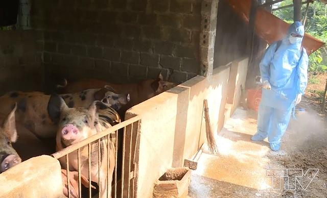 Phun thuốc phòng bệnh dịch tả lợn châu Phi tại khu vực chăn nuôi hộ gia đình.