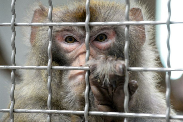 Các nhà khoa học Trung Quốc nói khỉ gần với người để làm thí nghiệm nhưng đủ xa để không phải lo lắng về đạo đức - Ảnh: AFP