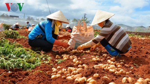 Đến nay, đã có hơn 1.500 tấn khoai tây Đà Lạt được dán tem chống giả cho trước khi đưa ra thị trường tiêu thụ.