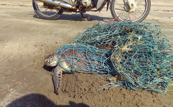Con rùa biển bị vướng lưới trên bờ biển Côn Đảo - Ảnh: T.Đ.H