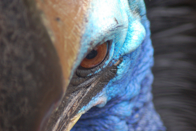 Một con chim Cassowary khổng lồ vừa mới tấn công làm thiệt mạng một người đàn ông tại Mỹ.